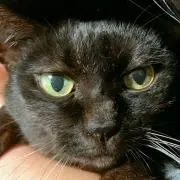 オレンジ(=^ェ^=)キャット
