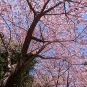 s mの画像
