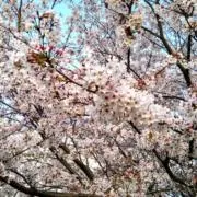 桜峠道の画像