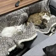 Nの画像