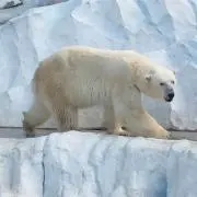 さささの画像