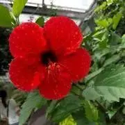 ripi