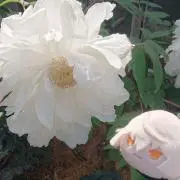 蒼桜＊プロフ必読＊の画像