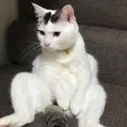 やあ