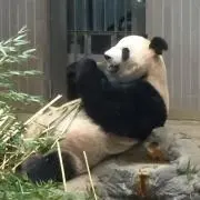 蓮の画像
