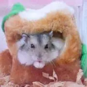 さとみの画像