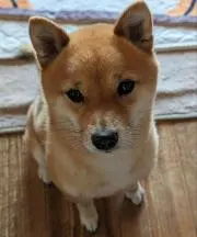 m.15の画像