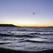なでしこの画像