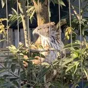 tkの画像