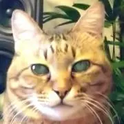 tetuco 8の画像