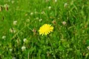 dandelionの画像