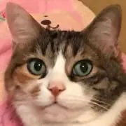 まちこ