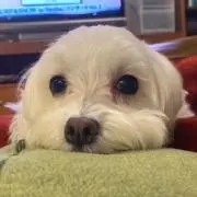 ゆっこの画像