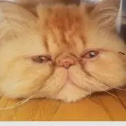 未依の画像
