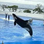 mdkの画像