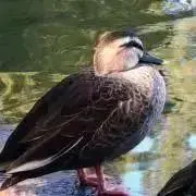 プコまるの画像
