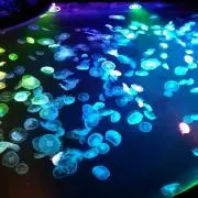 ルルの画像