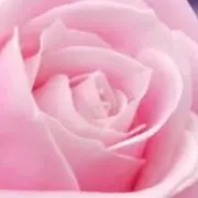 ★  Rose  粉ミルクのお知らせ★の画像