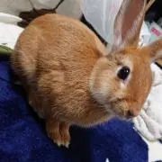 まもろの画像