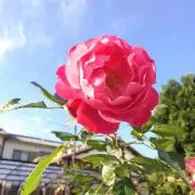 華子