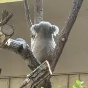 コアラの画像