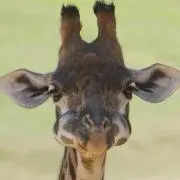 N.N.N!