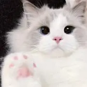 みるく