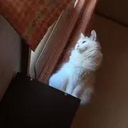 ななばろの画像