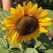 sunflowerの画像