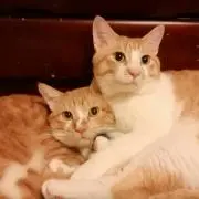 柚稀