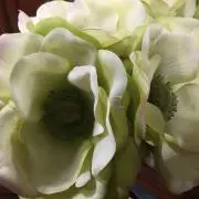 ローズマリーの画像