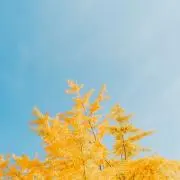 なかじの画像