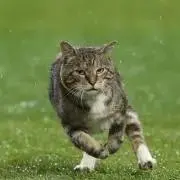ジョージの画像
