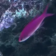 つー