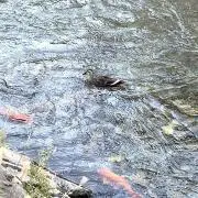 ああの画像