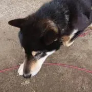 りか