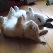 ロベルトの画像