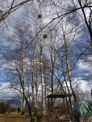 SUの画像