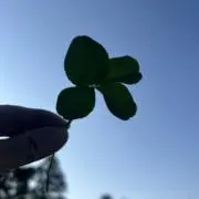 ひまわり　積極的お値引きいたします♪是非の画像