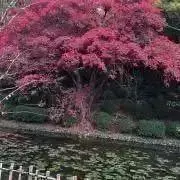 赤とんぼの画像