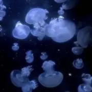 jellyfish[プロフィール必読]の画像