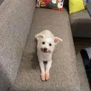 ねねぴよの画像