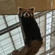むぎねこの画像