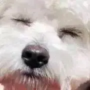 ょぅの画像