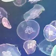 海月の画像