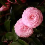 Kankanの画像