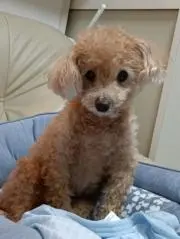 Noelの画像