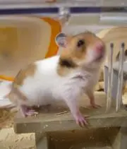 ロッタの画像