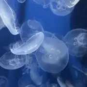 ( ܸ-⩊- ܸ)‎͙͘͡★の画像