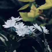 uniの画像